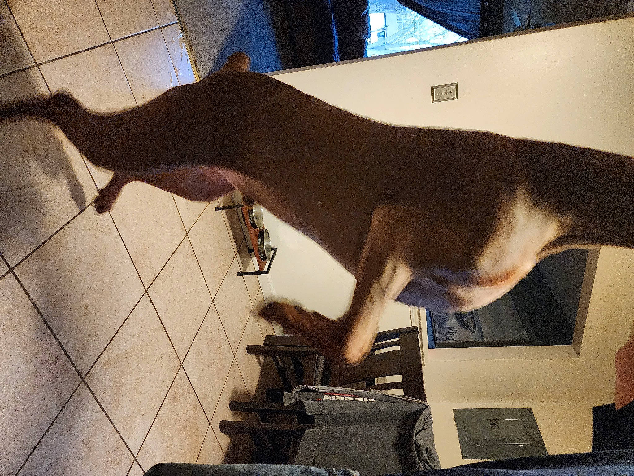 Sir Finnigin joined the competition — help win amazing prizes! art, canidae, carnivore, dog, dog_breed, fawn, felidae, flooring, hardwood, human_leg, jaw, metal, sculpture, small_to_medium_sized_cats, snout, sporting_group, tail, terrestrial_animal, wood, working_animal