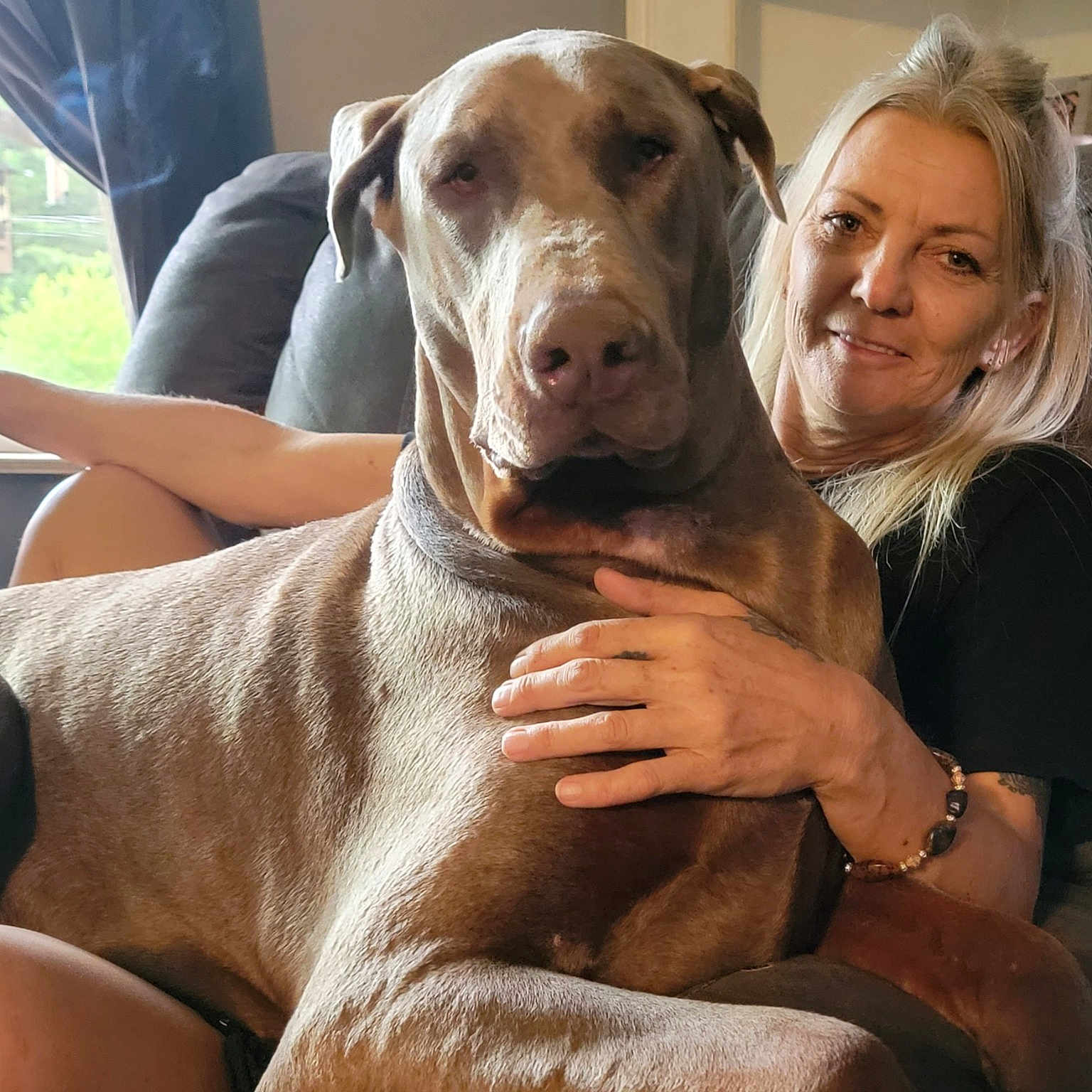 Sir Finnigin is registered to the contest to win money with this photo: animal_training, canidae, carnivore, comfort, companion_dog, dog, dog_breed, fawn, fur, guard_dog, gun_dog, hound, hunting_dog, non_sporting_group, pointer, sitting, smile, snout, sporting_group, working_animal