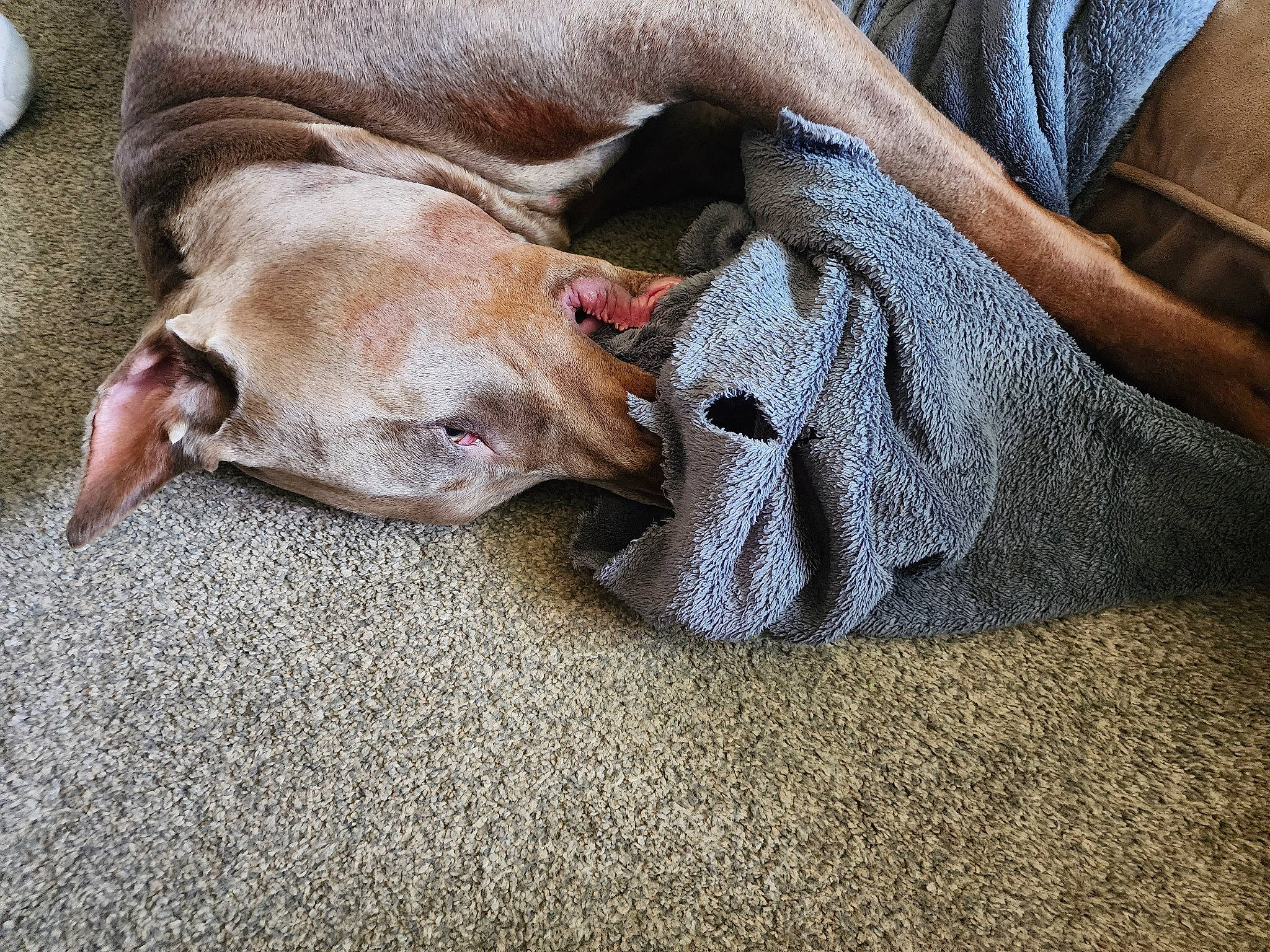 Sir Finnigin joined the competition — help win amazing prizes! canidae, carnivore, comfort, companion_dog, dog, dog_breed, dog_supply, fawn, flooring, fur, hardwood, liver, mammal, nap, non_sporting_group, paw, terrestrial_animal, toy_dog, whiskers, working_animal