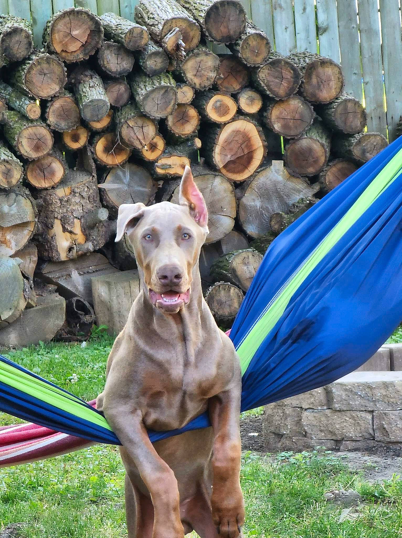 Sir Finnigin is registered to the contest to win money with this photo: canidae, carnivore, collar, companion_dog, dog, dog_breed, dog_collar, dog_sports, dog_supply, fawn, grass, guard_dog, mammal, plant, rampur_greyhound, sighthound, snout, sporting_group, vertebrate, working_animal