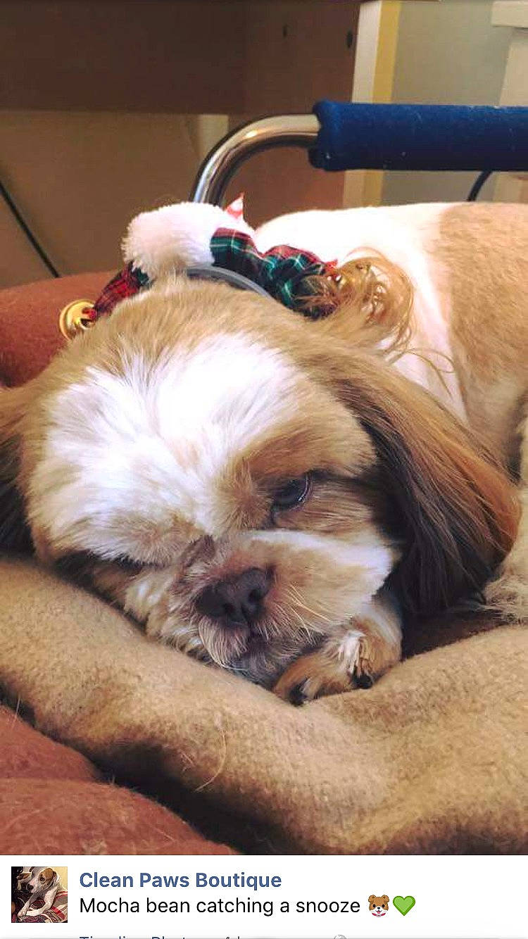 Mocha is registered to the contest to win money with this photo: canidae, carnivore, comfort, companion_dog, dog, dog_breed, dog_collar, dog_supply, ear, fawn, fur, liver, shih_tzu, small_terrier, snout, sporting_group, terrier, toy_dog, whiskers, working_animal