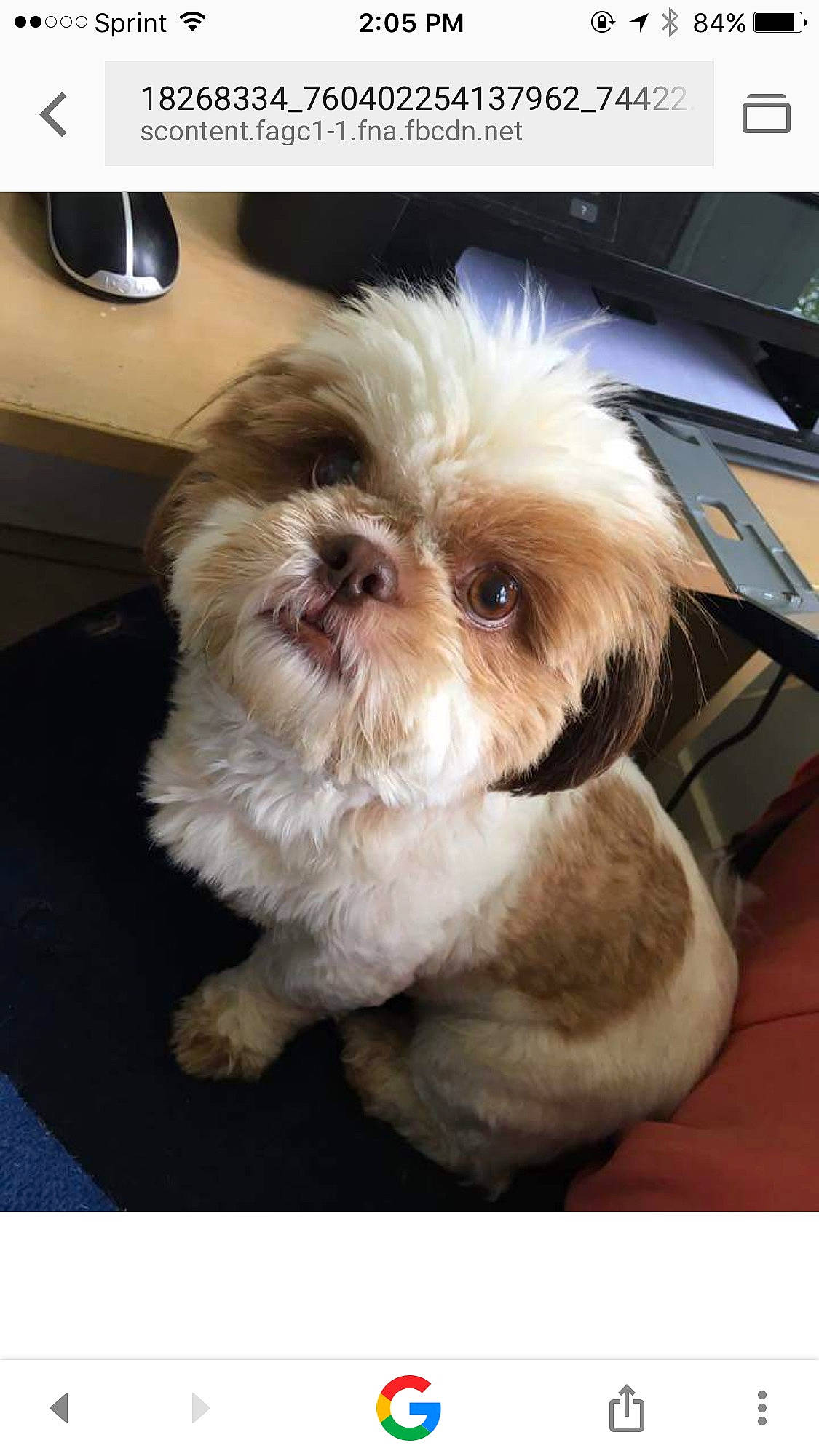 Mocha is registered to the contest to win money with this photo: canidae, carnivore, comfort, companion_dog, computer_keyboard, dog, dog_breed, dog_supply, fawn, font, liver, mal_shi, shih_poo, shih_tzu, small_terrier, snout, sporting_group, terrier, toy_dog, working_animal