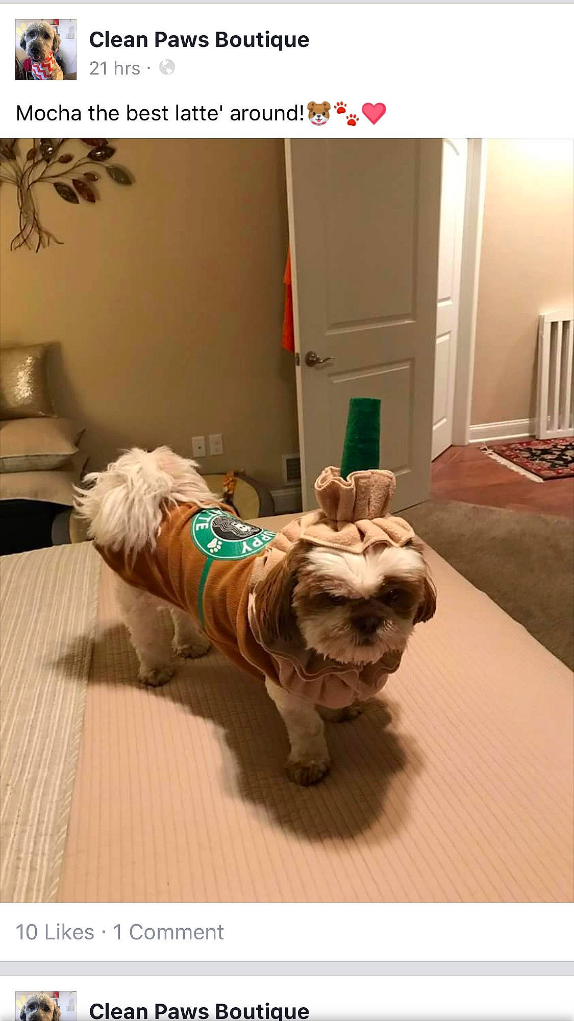 Mocha is registered to the contest to win money with this photo: canidae, carnivore, companion_dog, dog, dog_breed, dog_clothes, dog_supply, fawn, felidae, floor, flooring, fur, hardwood, interior_design, pet_supply, room, sporting_group, toy_dog, wood, working_animal