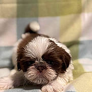 Maxwell is registered to the contest to win money with this photo: adorable, animal, blanket, brown, closeup, cute, dog, face, fluffy, fur, indoors, lying_down, mammal, pet, puppy, resting, small, soft, white, young