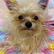 Misty is registered to the contest to win money with this photo: dog, small_dog, scruffy, cute, pet, indoors, portrait, fur, ears, face, animal, cozy, blanket, colorful, stars, overlay, whimsical, cute_pet, looking, closeup