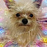 dog, small_dog, scruffy, cute, pet, indoors, portrait, fur, ears, face, animal, cozy, blanket, colorful, stars, overlay, whimsical, cute_pet, looking, closeup