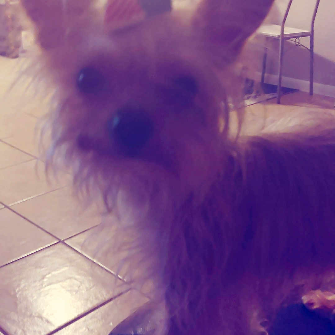 Misty is registered to the contest to win money with this photo: dog, small_dog, party_hat, ears, indoor, tiled_floor, chair, table, quilted_surface, pet, animal, furry, blurred, household, living_room, decor, floor, furniture, canine, companion