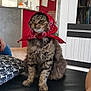 cat, tabby, red_bandana, sitting, furniture, indoor, home, black_surface, person, kitchen, decor, cushion, floor, cabinet, wall_art, animal, pet, fur, whiskers, relaxed