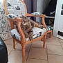 Sky participe au concours pour gagner de l'argent avec cette photo : cat, tabby_cat, chair, wooden_chair, upholstery, newspaper_print, indoor, floor_tiles, curtain, furniture, pet, relaxed, animal, living_room, home, cozy, paw, ears, sitting, resting