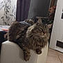 cat, tabby, feline, indoor, chair, armrest, curtains, window, dinosaur_toy, floor_tiles, furniture, pet, relaxed, fluffy, animal, living_room, home, cozy, domestic, resting