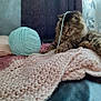 cat, tabby, yarn, ball_of_yarn, knitted_blanket, pink_blanket, cozy, indoor, pet, feline, fur, relaxed, playing, curious, soft_texture, home, couch, curtain, window, domestic