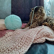 Sky a rejoint le concours — aidez-le/la à gagner de superbes lots ! cat, tabby, yarn, ball_of_yarn, knitted_blanket, pink_blanket, cozy, indoor, pet, feline, fur, relaxed, playing, curious, soft_texture, home, couch, curtain, window, domestic