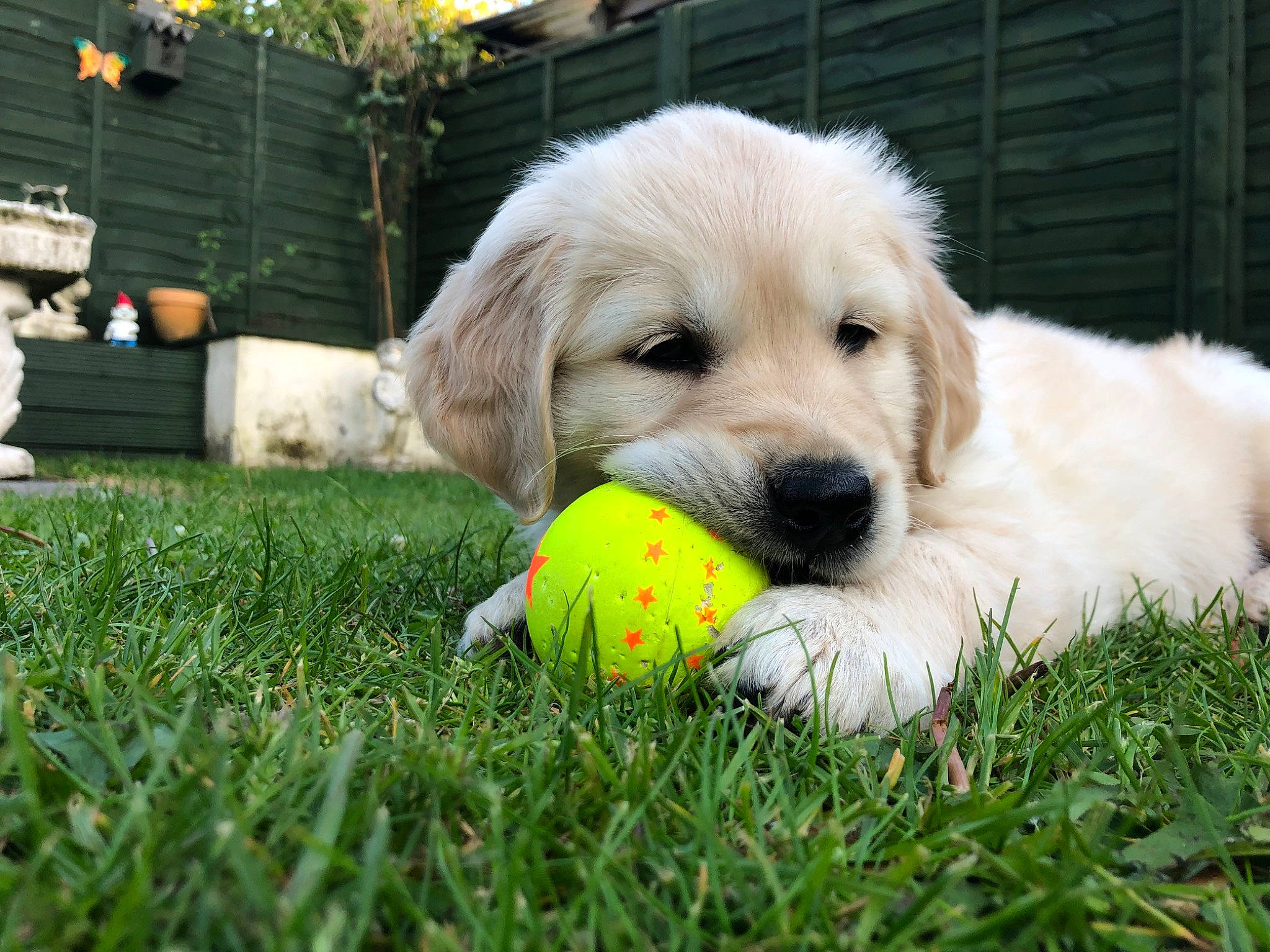 Tilly is registered to the contest to win money with this photo: ball, canidae, carnivore, companion_dog, dog, dog_breed, dog_supply, dog_toy, grass, lawn, pet_supply, plant, recreation, snout, sporting_group, sports_equipment, sports_toy, tennis_ball, working_animal, yard