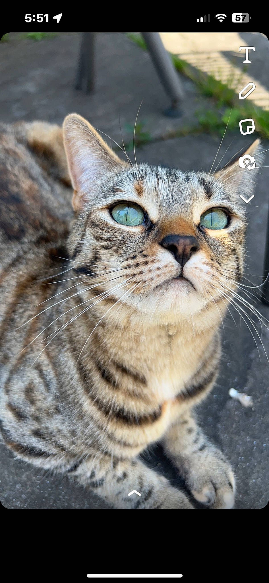 Lady joined the competition — help win amazing prizes! carnivore, cat, claw, domestic_short_haired_cat, felidae, fur, grass, small_to_medium_sized_cats, snout, tail, terrestrial_animal, whiskers, wildlife