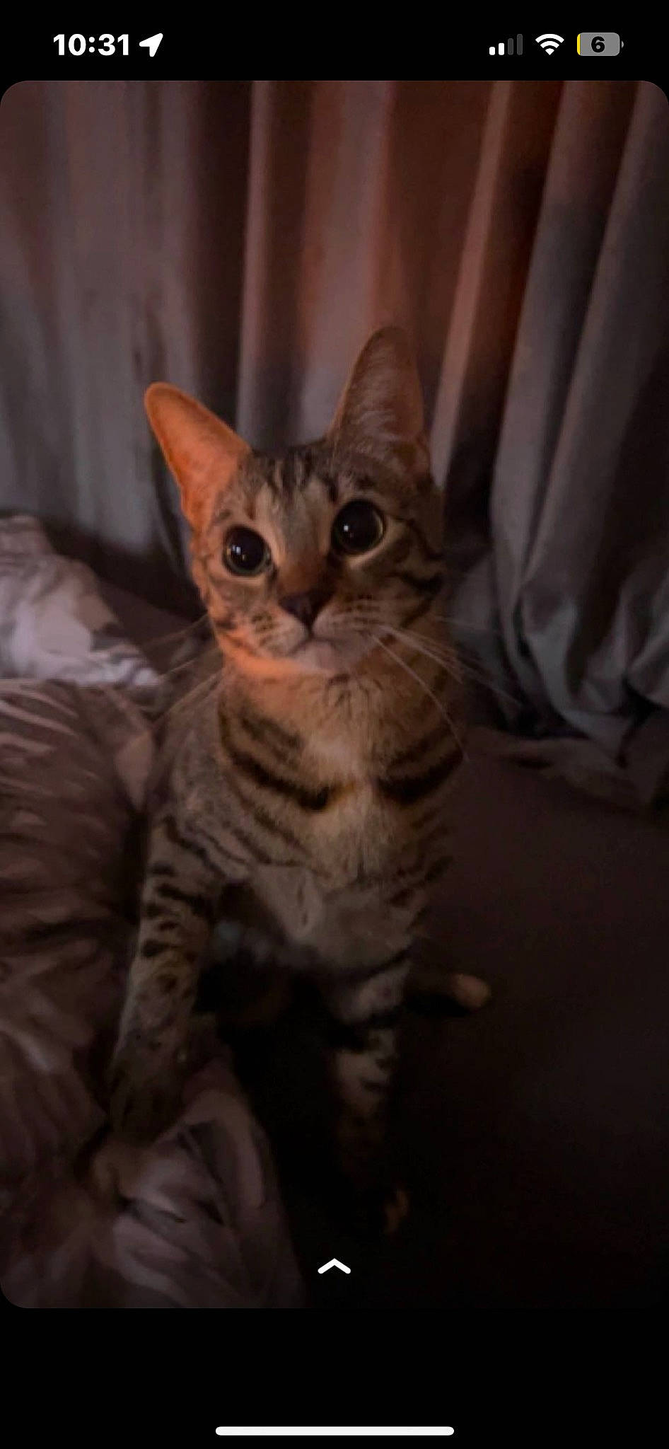 Lady joined the competition — help win amazing prizes! carnivore, cat, comfort, darkness, domestic_short_haired_cat, fawn, felidae, fur, paw, small_to_medium_sized_cats, snout, tail, terrestrial_animal, whiskers