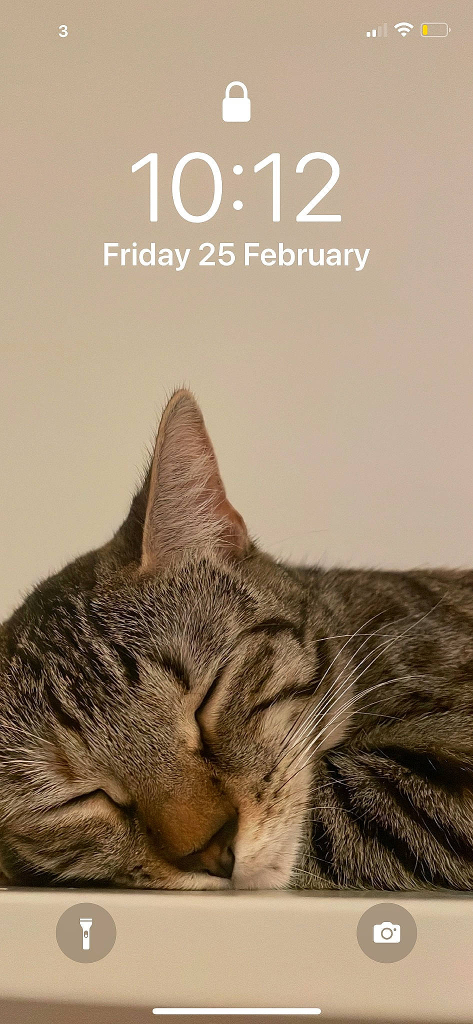 Lady joined the competition — help win amazing prizes! art, carnivore, cat, clock, domestic_short_haired_cat, felidae, font, fur, illustration, logo, lynx, paw, photo_caption, sky, small_to_medium_sized_cats, snout, tail, terrestrial_animal, tree, whiskers