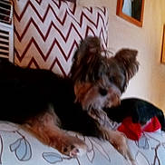 Hershey is registered to the contest to win money with this photo: dog, couch, pillow, zigzag_pattern, wall, framed_photos, indoor, pet, fur, small_dog, relaxing, home, decor, animal, mammal, canine, resting, cozy, living_room, seat