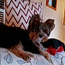 animal, canine, couch, cozy, decor, dog, framed_photos, fur, home, indoor, living_room, mammal, pet, pillow, relaxing, resting, seat, small_dog, wall, zigzag_pattern