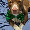 dog, brown_dog, white_paws, bow_tie, green_bow_tie, pet, animal, canine, closeup, portrait, indoor, blanket, blue_blanket, fur, ears, nose, paws, laying_down, looking_at_camera, cute