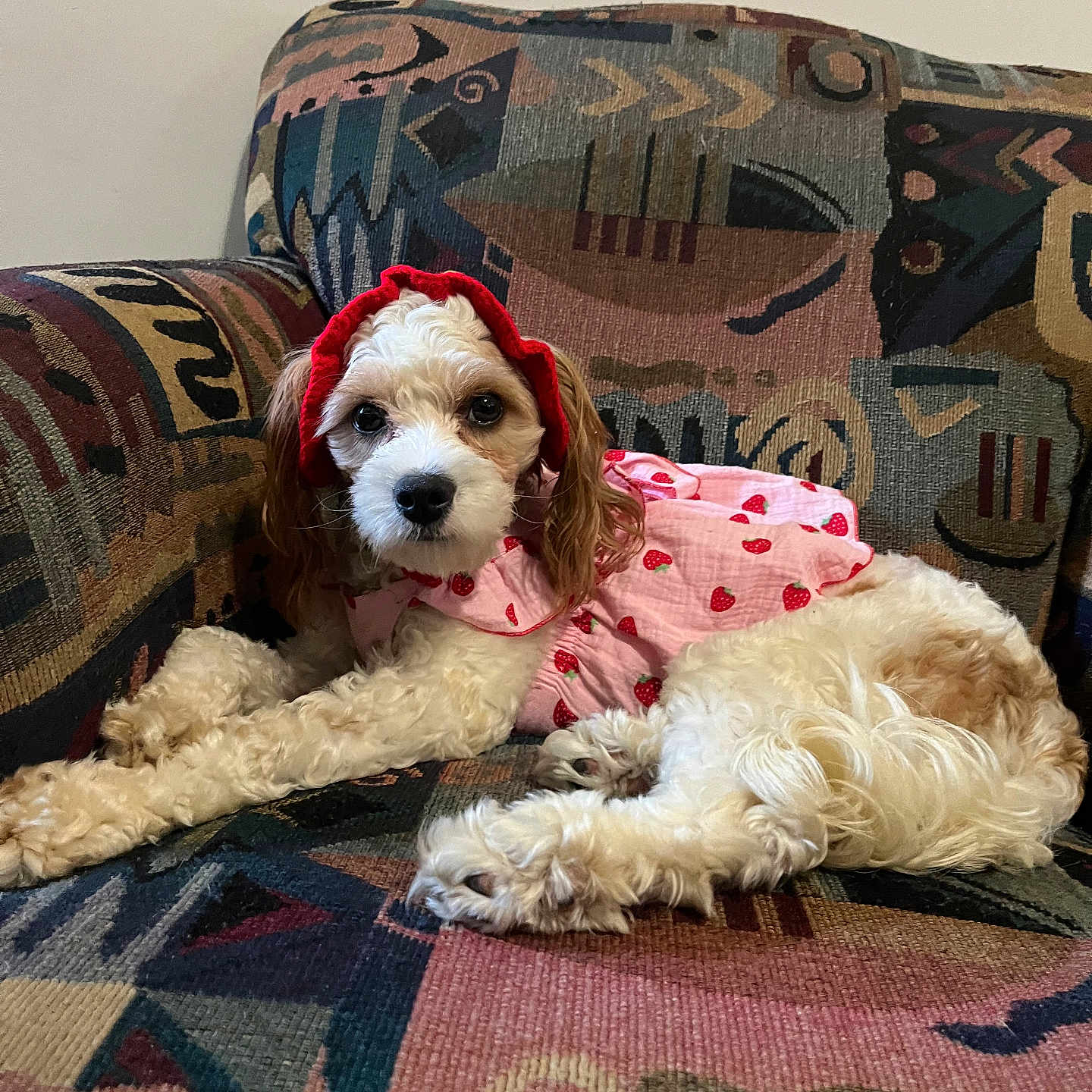 Sage is registered to the contest to win money with this photo: animal, architecture, armchair, building, canine, chair, couch, cushion, dog, furniture, homedecor, hound, indoors, linen, livingroom, pet, poodle, puppy, room, terrier