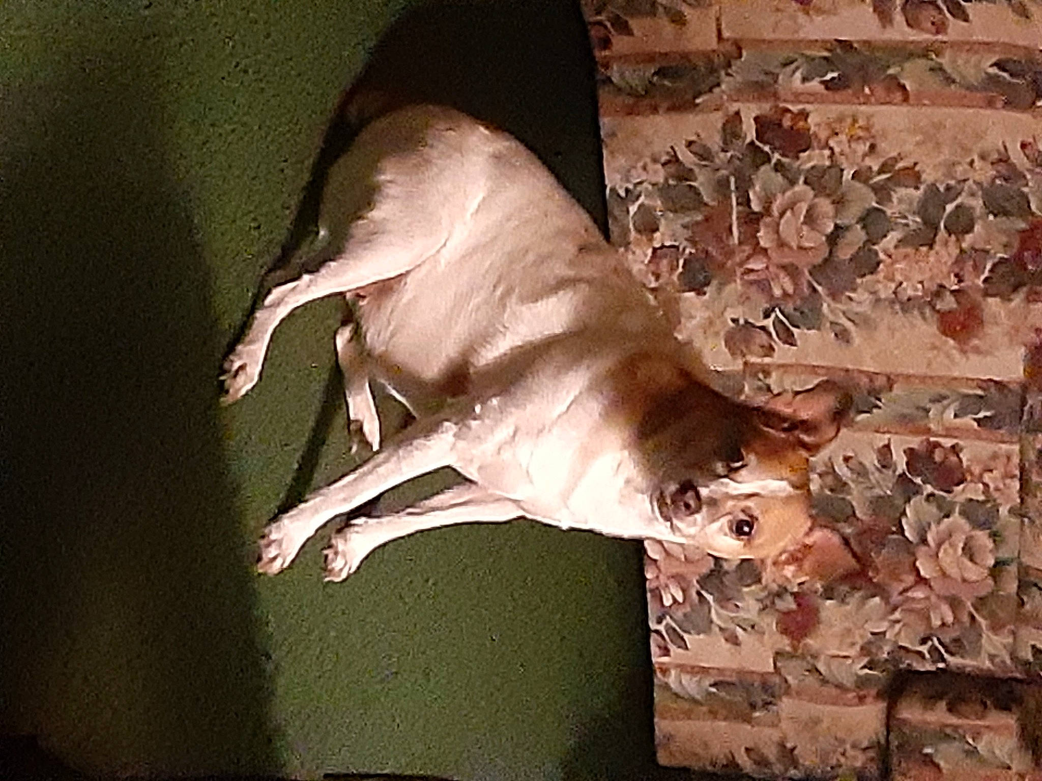 Sunchine joined the competition — help win amazing prizes! art, bat, beak, bird, darkness, feather, flesh, seabird, still_life_photography, tail, terrestrial_animal, wildlife, wing