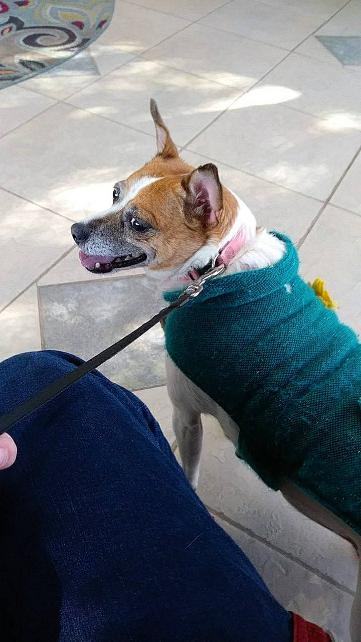 Sunchine joined the competition — help win amazing prizes! canidae, carnivore, collar, companion_dog, dog, dog_breed, dog_clothes, dog_collar, dog_supply, electric_blue, eyewear, fashion_accessory, fawn, flooring, leash, pet_supply, snout, sporting_group, toy_dog, working_animal