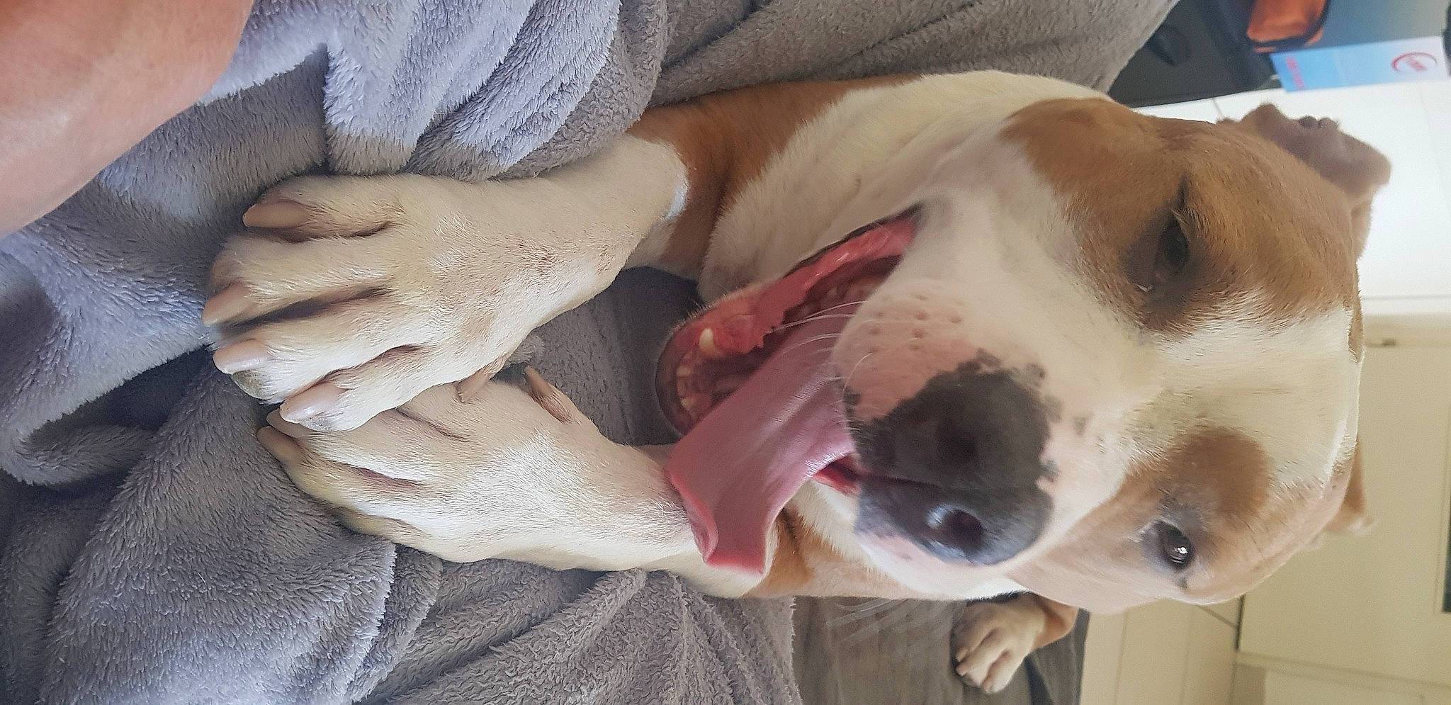 Logan a rejoint le concours — aidez-le/la à gagner de superbes lots ! american_bulldog, canidae, carnivore, dog, dog_breed, ear, fawn, jaw, non_sporting_group, pointer, puppy_love, snout