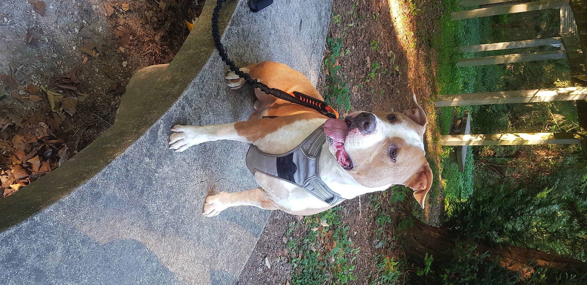 Logan a rejoint le concours — aidez-le/la à gagner de superbes lots ! american_bulldog, american_staffordshire_terrier, australian_bulldog, bulldog, canidae, carnivore, dog, dog_breed, fawn, mammal, non_sporting_group, olde_english_bulldogge, pit_bull, sporting_group, valley_bulldog