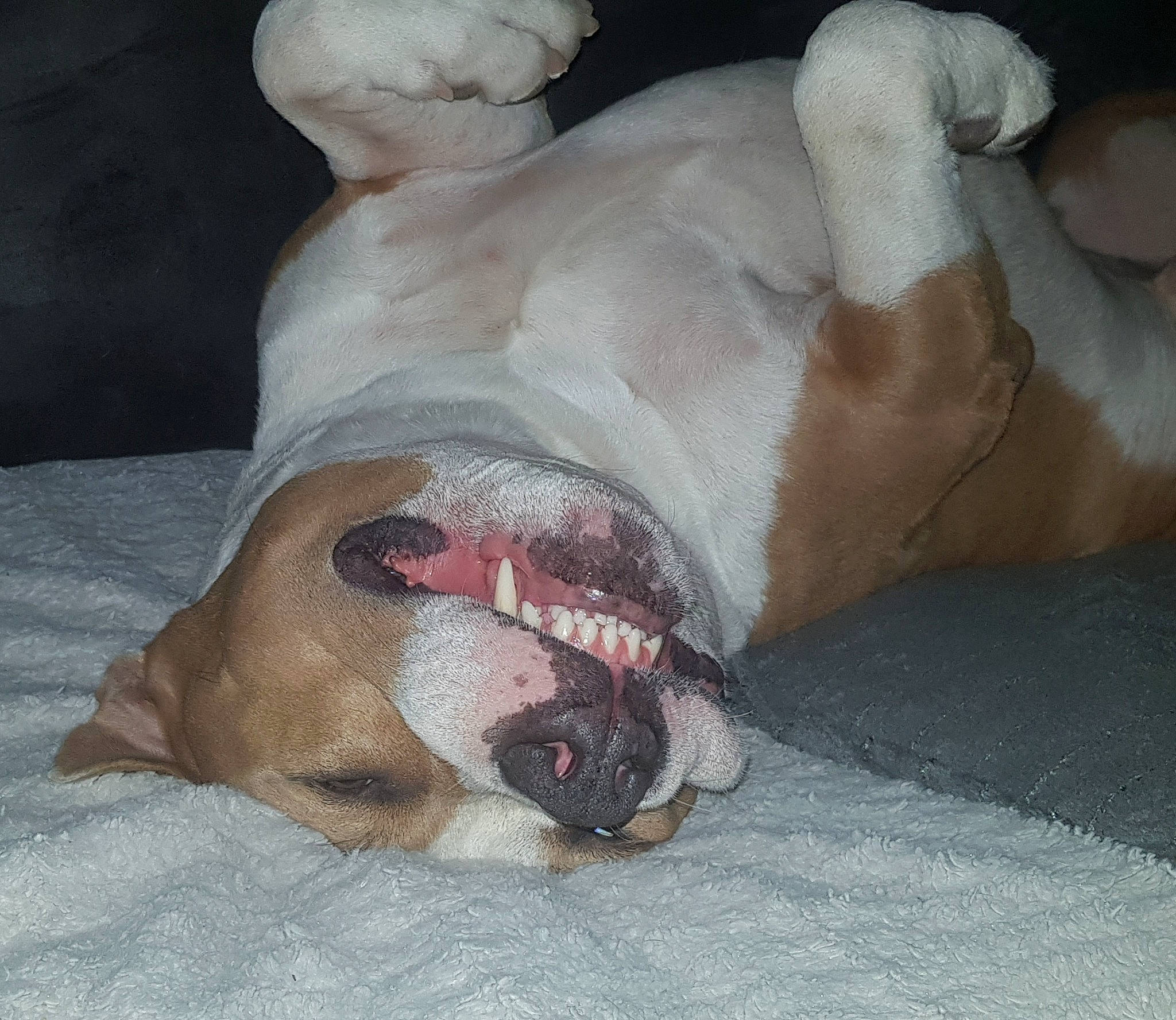 Logan a rejoint le concours — aidez-le/la à gagner de superbes lots ! american_bulldog, american_staffordshire_terrier, boxer, bulldog, canidae, carnivore, dog, dog_breed, dogo_argentino, fawn, non_sporting_group, nose, old_english_bulldog, olde_english_bulldogge, paw, puppy, puppy_love, snout, toy_bulldog, valley_bulldog