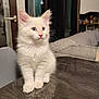 kitten, cat, white_cat, fluffy, indoor, table, curious, pet, feline, young_cat, ears, fur, cute, animal, domestic, sitting, wooden_table, cozy, home, living_room