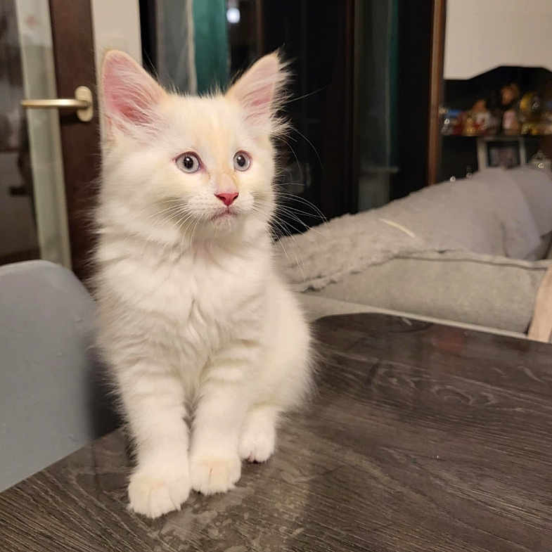Snow participe au concours pour gagner de l'argent avec cette photo : animal, cat, cozy, curious, cute, domestic, ears, feline, fluffy, fur, home, indoor, kitten, living_room, pet, sitting, table, white_cat, wooden_table, young_cat
