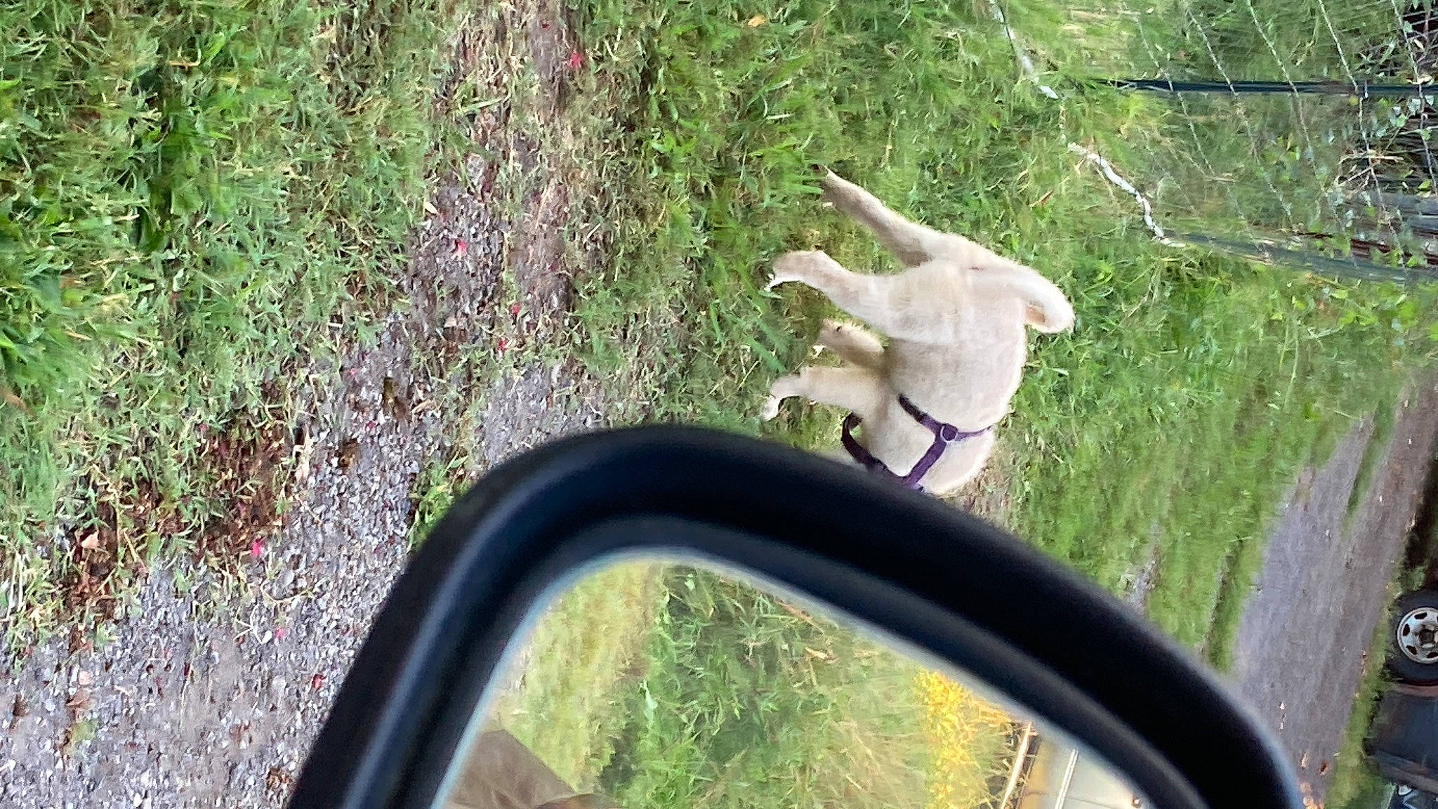 Mika joined the competition — help win amazing prizes! automotive_exterior, automotive_mirror, automotive_tire, bicycle_handlebar, botany, carnivore, dog, fawn, grass, leaf, motor_vehicle, plant, tints_and_shades, tree, vehicle_door, vertebrate, wheel, window, wood, woody_plant