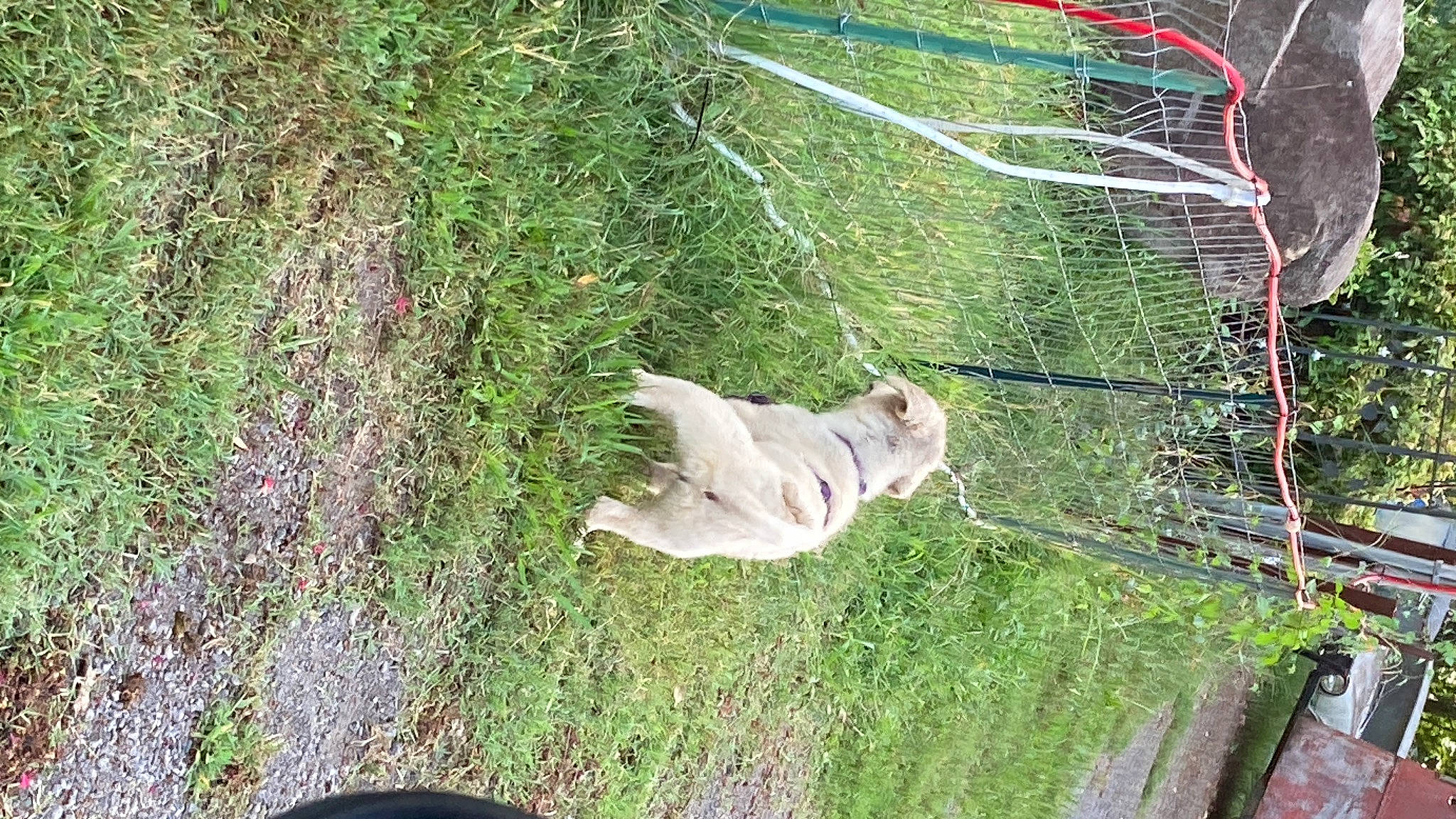 Mika is registered to the contest to win money with this photo: fawn, garden, grass, grass_family, groundcover, landscape, mesh, plant, pole, sculpture, shrub, sporting_group, tail, tree, trunk, twig, wildlife, wire, wood, yard