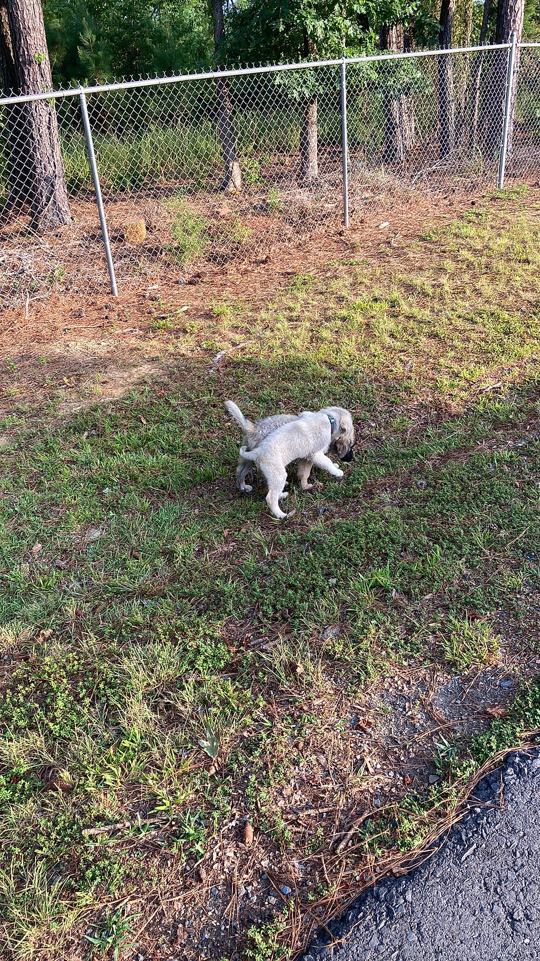 Mika is registered to the contest to win money with this photo: canidae, carnivore, companion_dog, dog, dog_breed, fence, grass, groundcover, home_fencing, mesh, pasture, plant, shrub, soil, sporting_group, tail, terrestrial_animal, tree, wire_fencing, working_animal