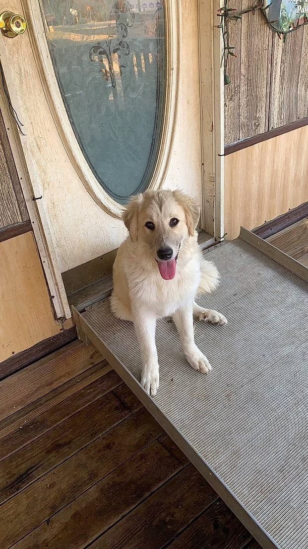 Mika joined the competition — help win amazing prizes! canidae, carnivore, companion_dog, dog, dog_breed, fawn, floor, flooring, fur, hardwood, metal, mirror, pet_supply, rectangle, snout, stairs, tail, window, wood, working_animal