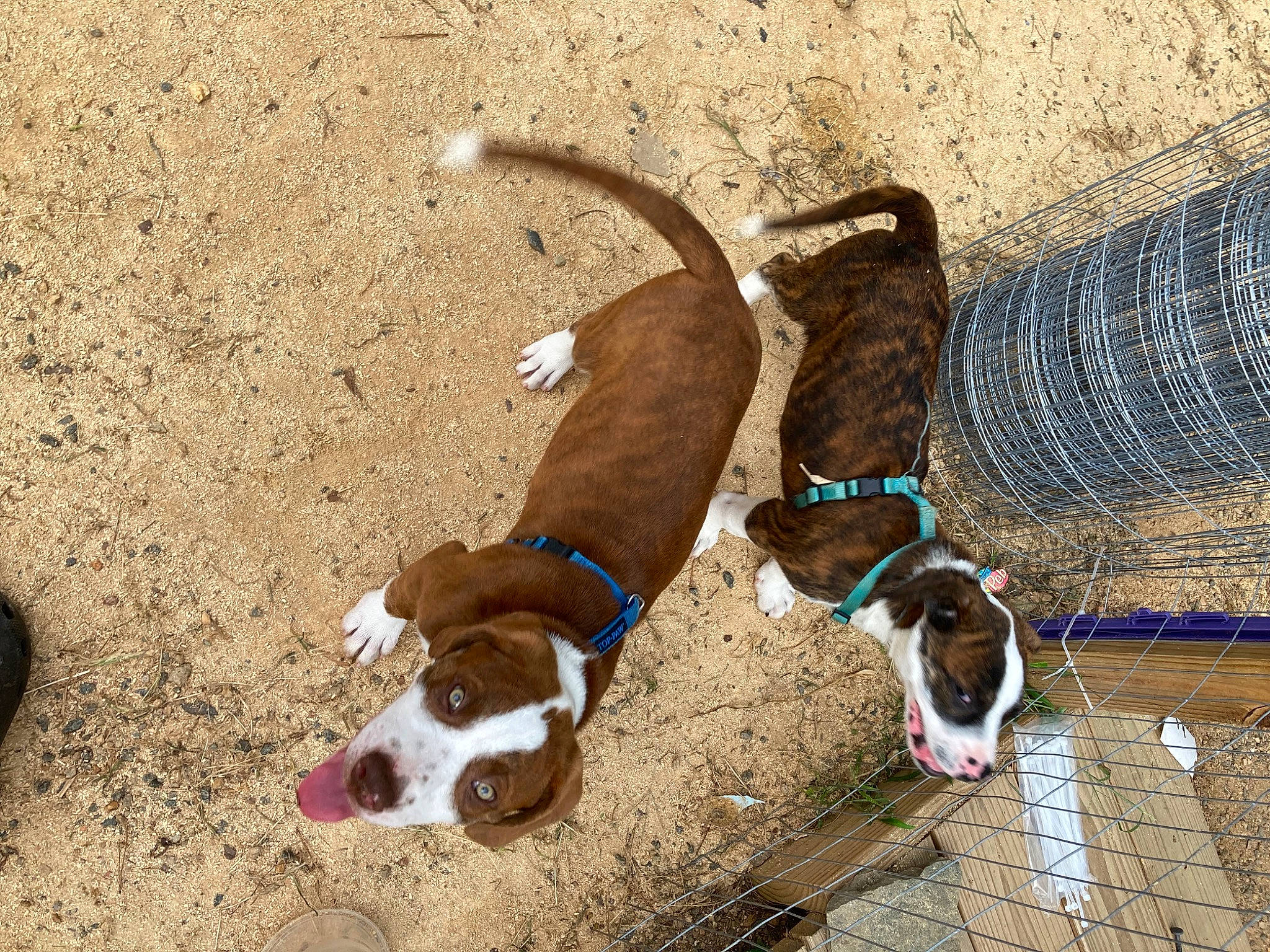 Poncho is registered to the contest to win money with this photo: canidae, carnivore, collar, companion_dog, dog, dog_breed, dog_collar, dog_supply, fawn, hunting_dog, leash, liver, non_sporting_group, pet_supply, snout, sporting_group, tail, terrestrial_animal, wood, working_animal