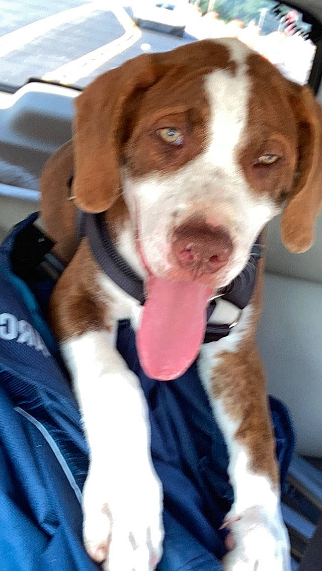 Poncho joined the competition — help win amazing prizes! canidae, carnivore, collar, companion_dog, dog, dog_breed, dog_collar, dog_supply, fawn, fur, hound, hunting_dog, liver, pet_supply, snout, sporting_group, whiskers, working_animal