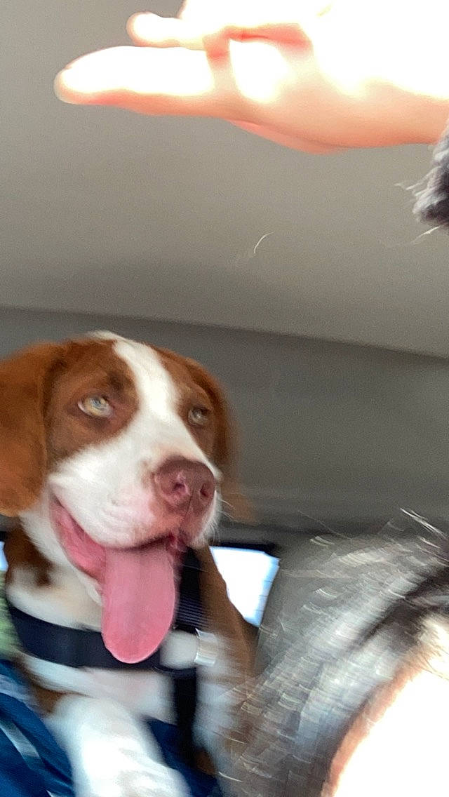 Poncho is registered to the contest to win money with this photo: basset_hound, braque_francais, canidae, carnivore, collar, companion_dog, dog, dog_breed, dog_collar, dog_supply, fawn, fur, gun_dog, hound, hunting_dog, liver, pet_supply, sporting_group, whiskers, working_animal