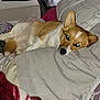 Millie is registered to the contest to win money with this photo: dog, corgi, bed, pillow, blanket, indoor, pet, resting, fur, canine, cute, cozy, animal, laying_down, sleepy, domestic, comfort, fluffy, home, relaxed