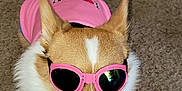 Millie joined the competition — help win amazing prizes! dog, corgi, sunglasses, pink_shirt, carpet, pet, indoor, cute, canine, animal, fashion, accessory, white_fur, brown_fur, pet_clothing, socks, footwear, cool, funny, portrait