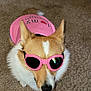 dog, corgi, sunglasses, pink_shirt, carpet, pet, indoor, cute, canine, animal, fashion, accessory, white_fur, brown_fur, pet_clothing, socks, footwear, cool, funny, portrait