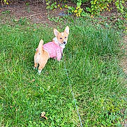 Millie joined the competition — help win amazing prizes! animal, bushes, canine, corgi, curious, cute, daytime, dog, grass, greenery, leafy, leash, nature, outdoor, park, pet, pink_jacket, small_dog, trees, walking