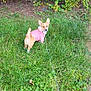 animal, bushes, canine, corgi, curious, cute, daytime, dog, grass, greenery, leafy, leash, nature, outdoor, park, pet, pink_jacket, small_dog, trees, walking
