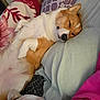 dog, sleeping, bed, blanket, pillow, cozy, fur, rest, relaxation, indoor, cute, pet, animal, white, brown, comfort, domestic, snuggled, peaceful, canine