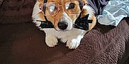 Millie joined the competition — help win amazing prizes! accessory, animal, blanket, bow_tie, brown, carpet, corgi, couch, cozy, cute, dog, funny, furniture, glasses, indoor, living_room, pet, portrait, resting, shirt