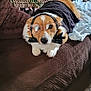 accessory, animal, blanket, bow_tie, brown, carpet, corgi, couch, cozy, cute, dog, funny, furniture, glasses, indoor, living_room, pet, portrait, resting, shirt