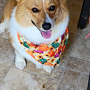 Millie is registered to the contest to win money with this photo: dog, corgi, pet, bandana, orange, white, floor, tile, indoor, animal, cute, happy, tongue_out, ears, fur, sitting, smiling, domestic_animal, companion, friendly