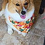 dog, corgi, pet, bandana, orange, white, floor, tile, indoor, animal, cute, happy, tongue_out, ears, fur, sitting, smiling, domestic_animal, companion, friendly