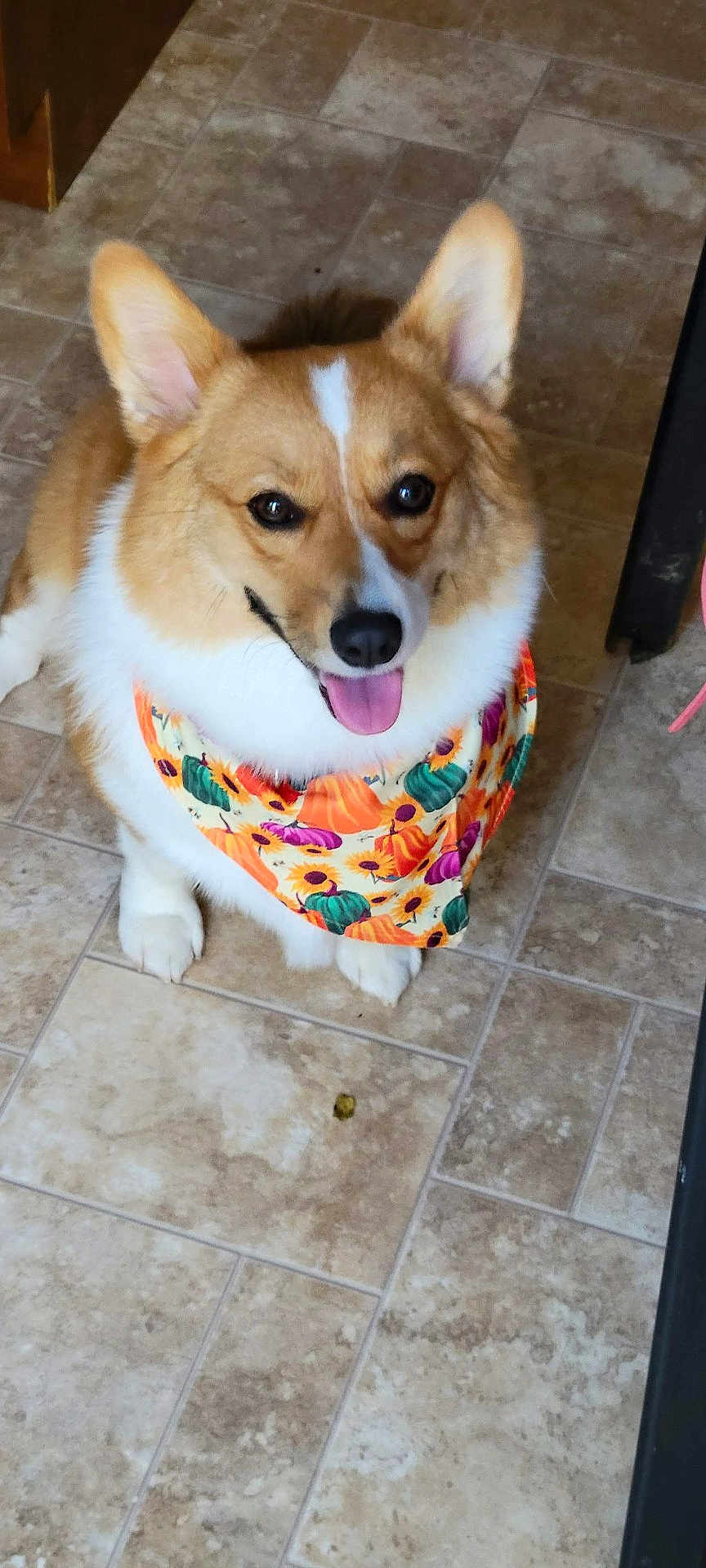 Millie is registered to the contest to win money with this photo: dog, corgi, pet, bandana, orange, white, floor, tile, indoor, animal, cute, happy, tongue_out, ears, fur, sitting, smiling, domestic_animal, companion, friendly