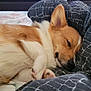 dog, corgi, sleeping, bed, blanket, fur, pet, cozy, rest, paw, cute, animal, domestic_animal, relaxation, indoor, comfort, closeup, snout, ears, canine